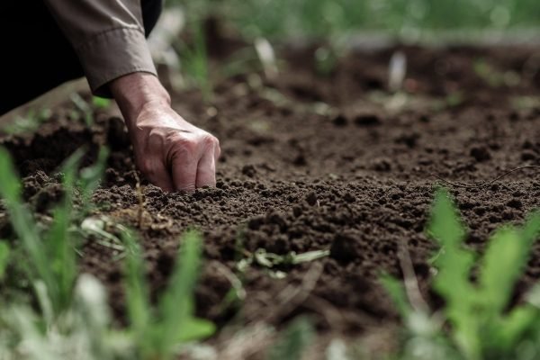 Sodo stebuklai žiemą: kaip mažos detalės rodo, kad pavasaris jau arti