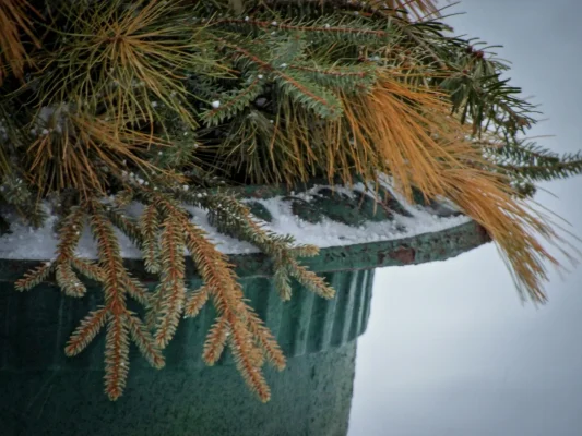 Žiemos sodas: kaip išsaugoti augalus šaltuoju metų laiku