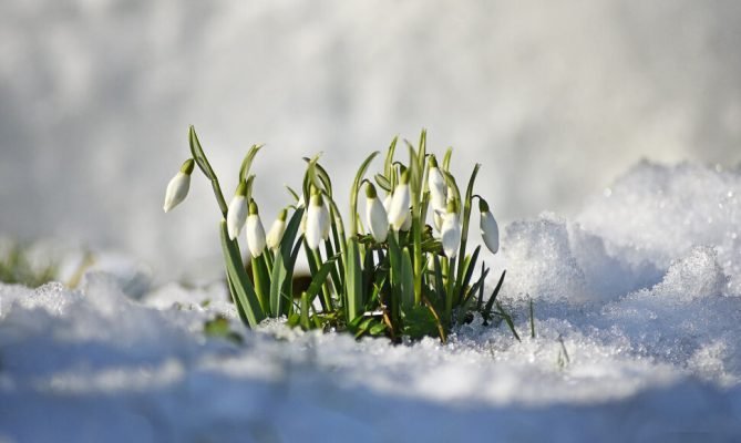 Nepastebimi pavasario ženklai jūsų sode: kaip juos atpažinti ir pasiruošti sezonui
